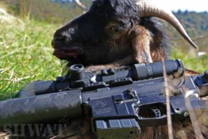 New Zealand Wild Goat Hunt with 6.5 Grendel.